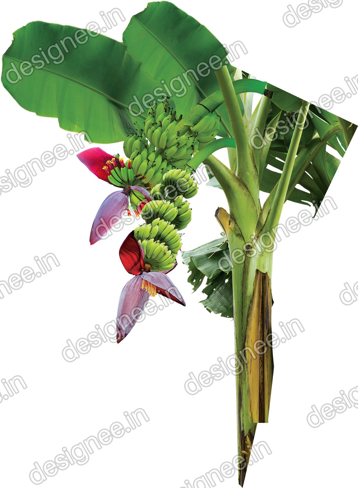 Preview of Vazhaimaram6