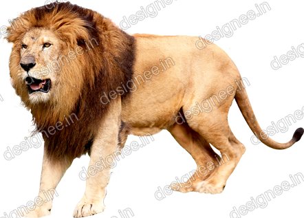 Preview of Loin
