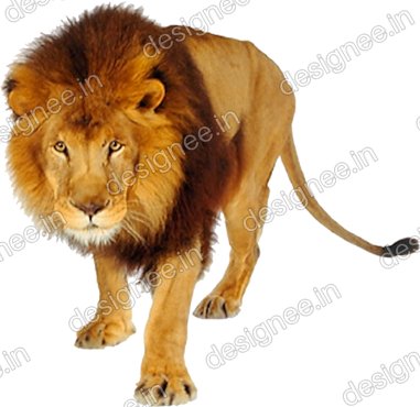 Preview of Loin 11