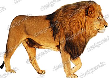 Preview of Loin 5