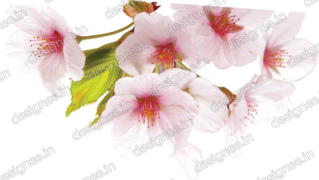 Preview of Flower4 copy