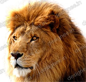 Preview of Loin 16