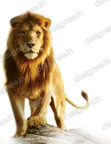 Preview of Loin 7